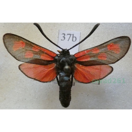 Zygaena loti achilleae Esper, 1780 Kraśnik rogalik Czech37b